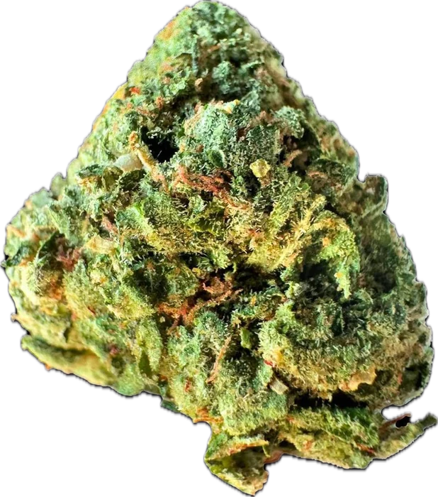 Black Sherbert cannabis flower bud