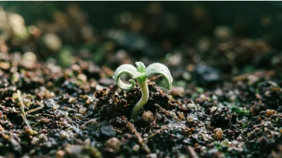 Cannabis seedling sprouting from soil